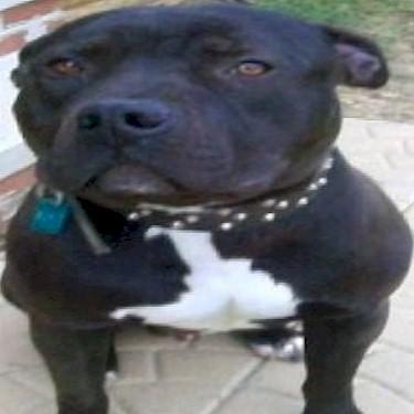 Extremely Thorough Pits V&Ts Ace Of Spades Pit Bull.jpg